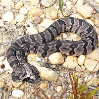新澤西州發現初生木紋響尾蛇。（美聯社圖片）