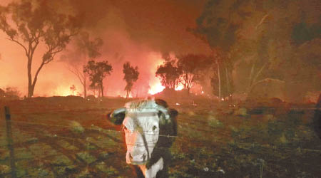 澳洲山火不斷。（互聯網圖片）