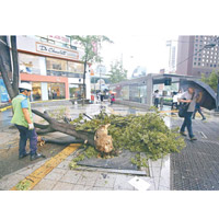 颱風吹襲下，首爾有樹木倒塌。（美聯社圖片）
