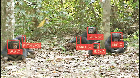 松澤哲郎指AI技術成功辨識黑猩猩的面部特徵。