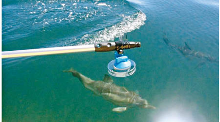研究人員用桿子和小吸盤收集海豚的噴氣。