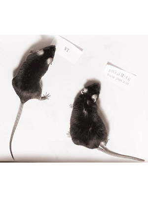 注入新變異基因的實驗鼠壽命延長。