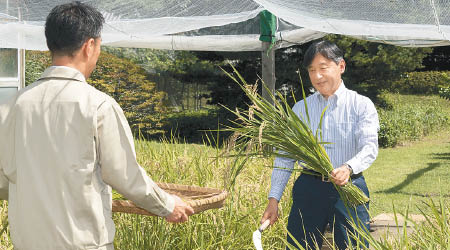 德仁即位後首次收割稻田。