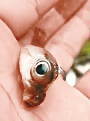 小鯽魚的眼睛似金魚眼。（互聯網圖片）
