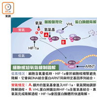 細胞感知氧氣機制圖解