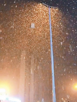 網民拍到北京下鵝毛大雪。