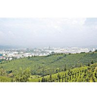 普洱市被稱為中國茶城。（互聯網圖片）