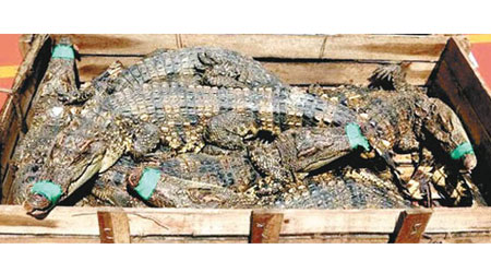 南寧海關展示查獲的暹羅鱷。（互聯網圖片）