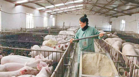 非洲豬瘟肆虐，令粟米消耗量劇減。（互聯網圖片）