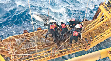 眾人合力拯救鯨鯊。