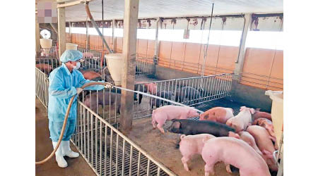 台灣豬農加強清潔養豬場。（中時電子報圖片）