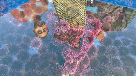 加州紫海膽數量急速增加。（美聯社圖片）