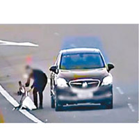 男子在公路停車執死鴨。