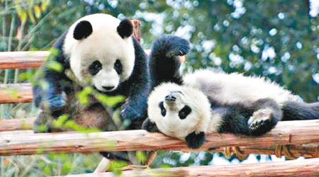 江西撫州未來會放養大熊貓。（互聯網圖片）
