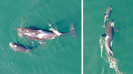 母鯨與幼鯨在結伴而泳（左、右圖），有多番身體接觸。