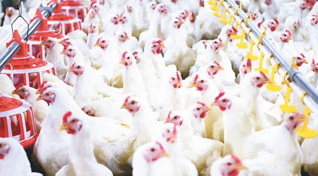 雞肉貿易是中美談判的關注點之一。