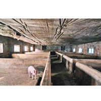 受影響豬場僅剩不到十隻活豬。