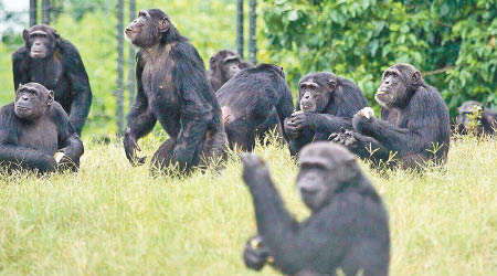黑猩猩的棲息地因人類活動逐漸喪失。