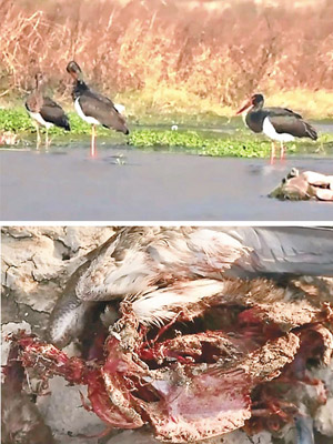 上圖：濕地為黑鸛的棲息地。右圖：現場有野鳥被毒死。（互聯網圖片）