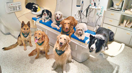 專家團隊徵用狗隻研究延壽藥物。