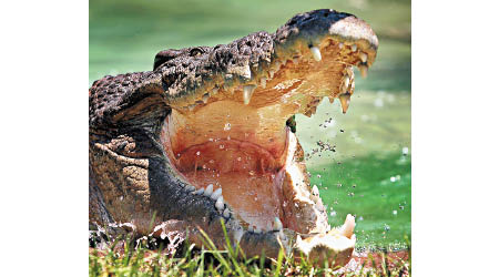 襲擊迪克曼的是一條鹹水鱷。