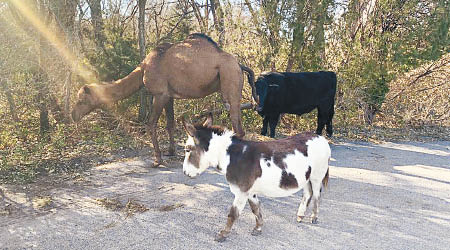 左起：駱駝、驢和牛老友鬼鬼散步。（美聯社圖片）
