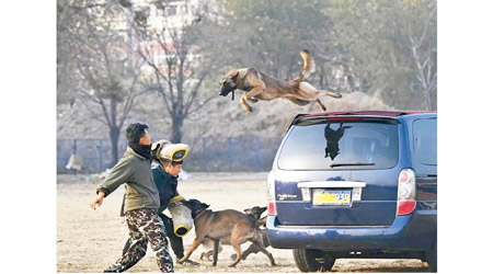 複製警犬接受訓練。（互聯網圖片）