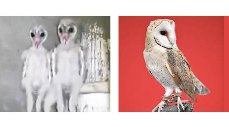 左圖為外形詭異的東方倉鴞幼鳥，右圖為成鳥。（互聯網圖片）