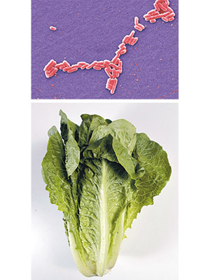 美國有人進食羅馬生菜（下圖）後感染大腸桿菌（上圖）。