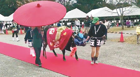 三重縣每年均舉行「松阪牛」品評會，揀選優質牛。（電視畫面）