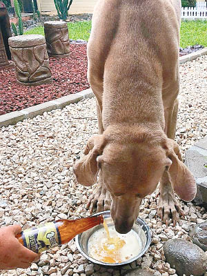 啤酒可混在狗糧予狗狗享用。
