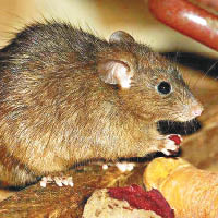 鼠患是鼠疫其中一個源頭。