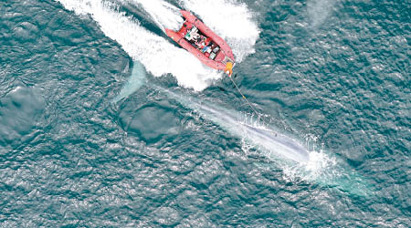 團隊在藍鯨身上安裝儀器測錄其心跳。
