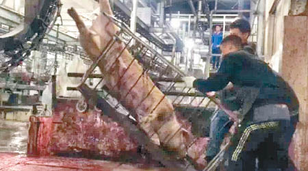 屠場工人將病死豬送上屠宰流水線。