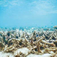 已死珊瑚礁只得一片死寂。