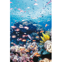 魚群可清理已死珊瑚礁，為存活珊瑚礁提供生存空間。