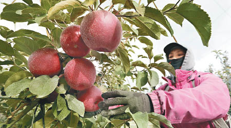 農民正採摘該款蘋果。（美聯社圖片）