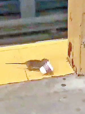 小鼠帶着咖啡紙杯狂奔。