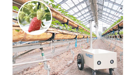 AI機械人自動巡視農田，當發現成熟變紅的果實（小圖），會通知果農。