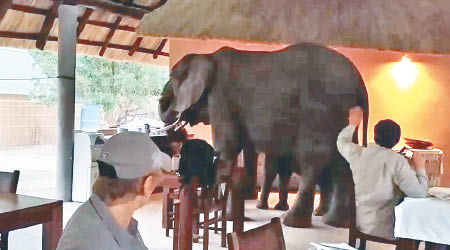 大象大肆掃蕩美食。