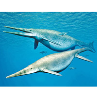 魚龍外形類似魚類和海豚。