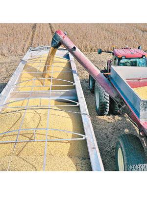 有指中國企業已向美國出口商採購新一批大豆。