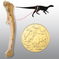 恐龍脛骨化石比一澳元硬幣略大。
