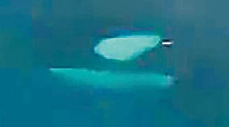 殺人鯨在瓦杜里的船邊游弋。