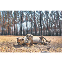 大量動物在山火中喪生。