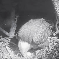 母鷹Jackie產下今年第一枚蛋。
