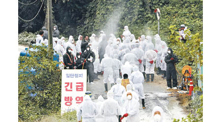 南韓非洲豬瘟疫情嚴重。（美聯社圖片）