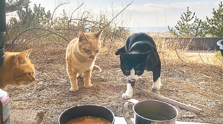 貓咪到二郎營前討吃。