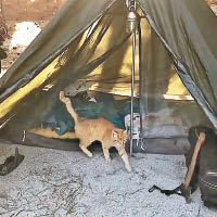 有貓咪不客氣地進佔營內。