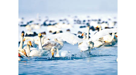 新疆再爆禽流感，導致多隻天鵝死亡。